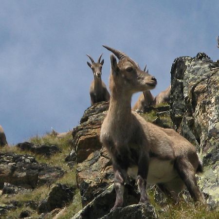 Silva Peak Residences Galtuer - Paznaun - Inkl Premium Silvretta Card Exteriör bild