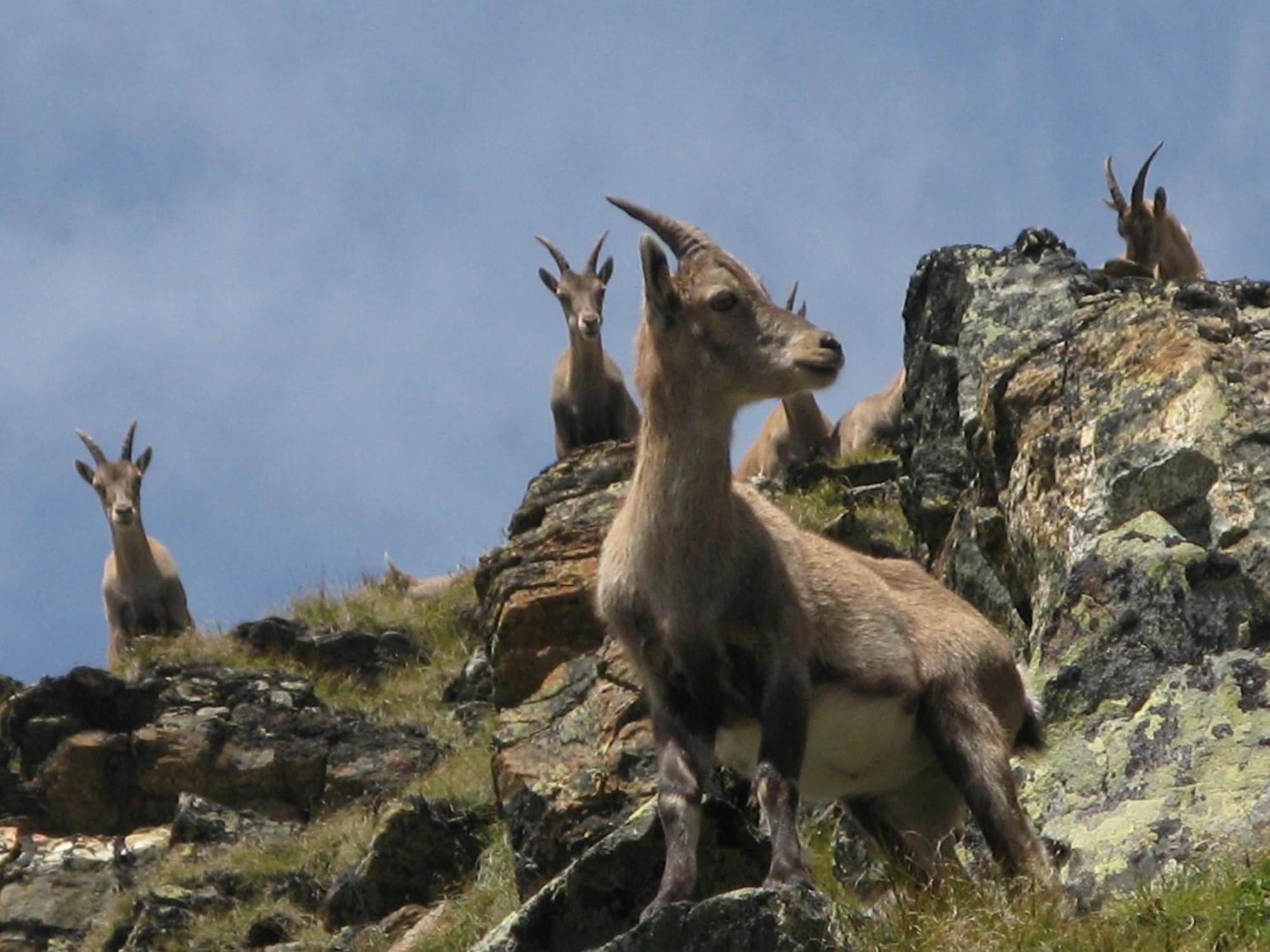 Silva Peak Residences Galtuer - Paznaun - Inkl Premium Silvretta Card Exteriör bild